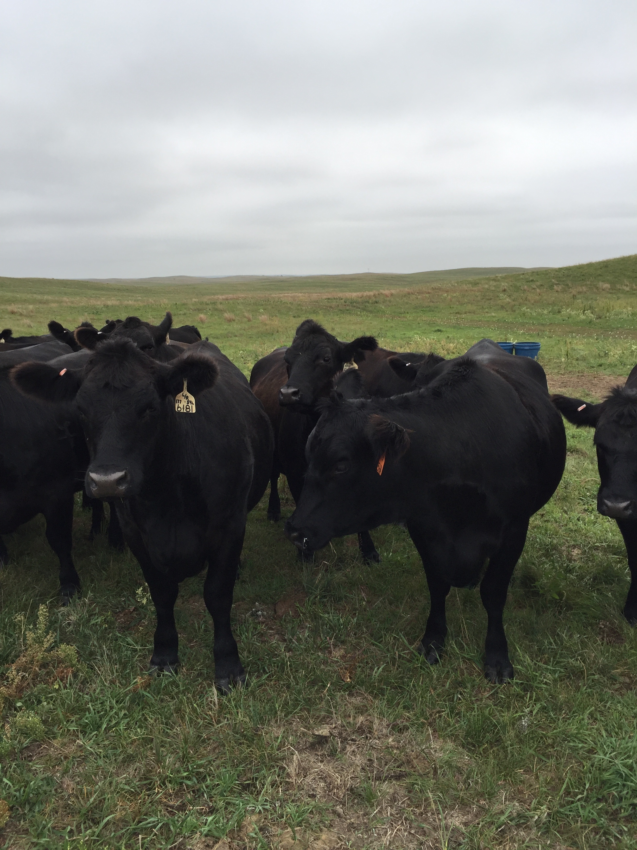 Herd in Anselmo Nebraska